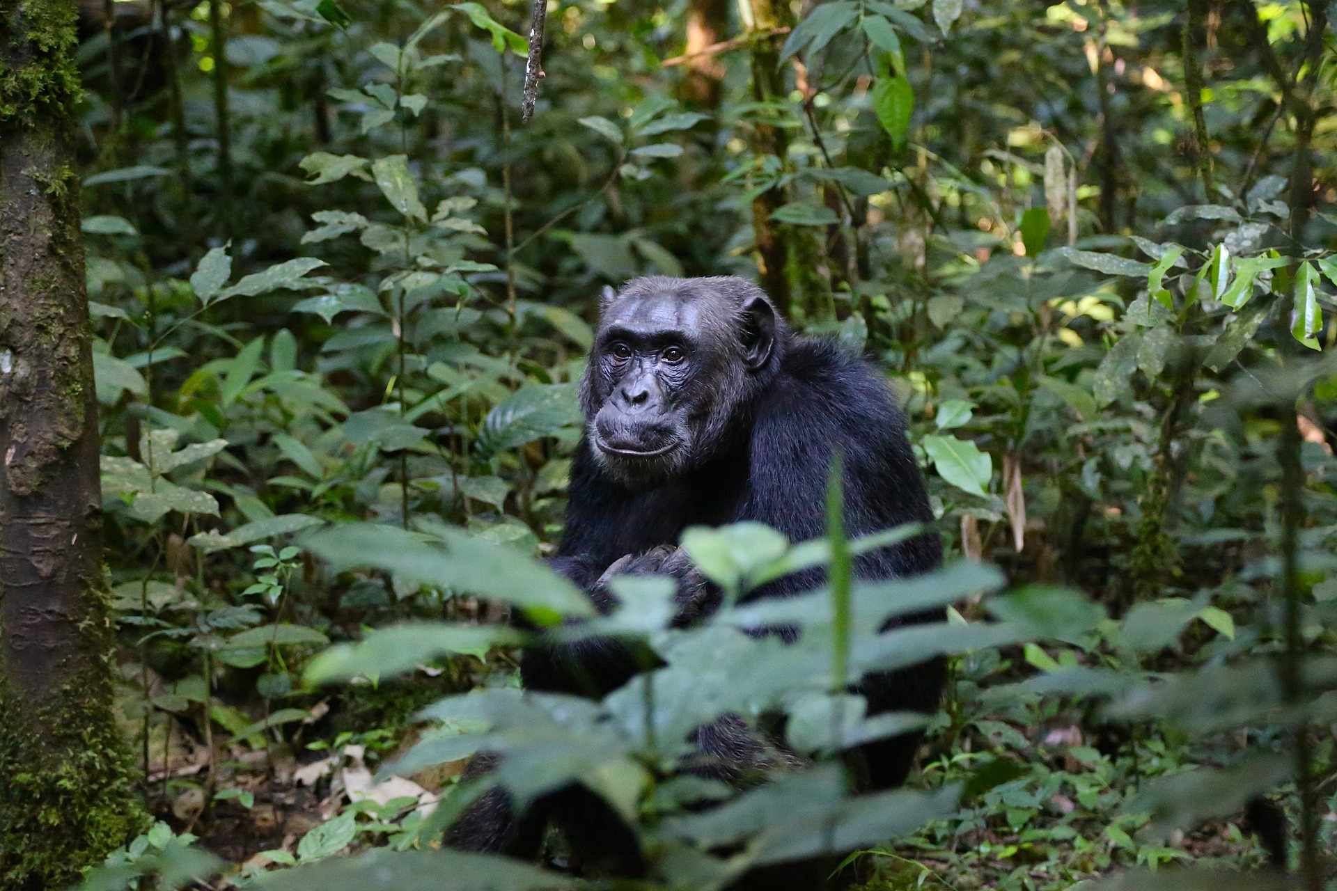Rwanda Safaris and Tours