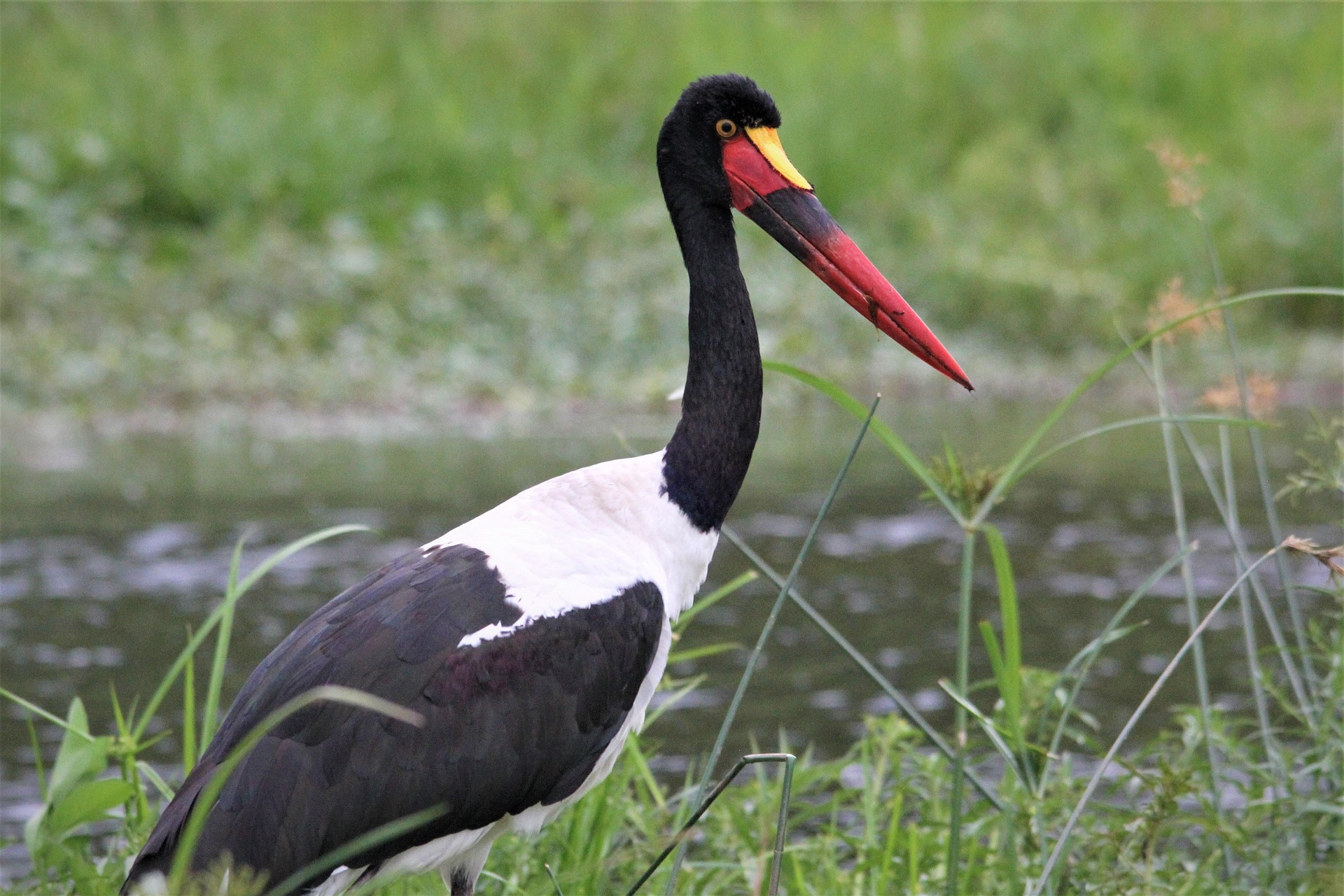 Saddle Billed Stork in Akagera National Park Rwanda