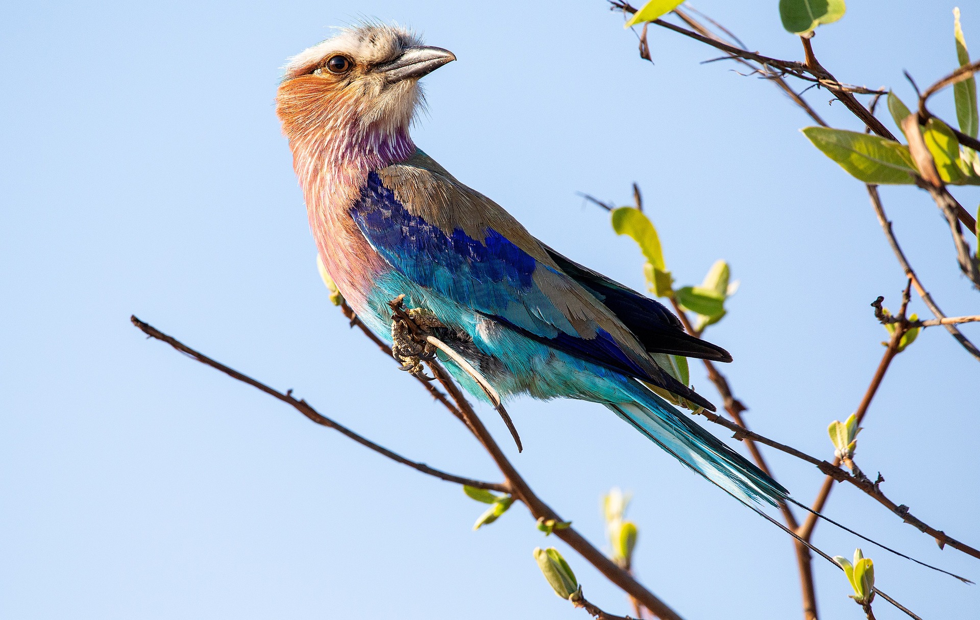 Lilac breasted roller in Akagera National Park