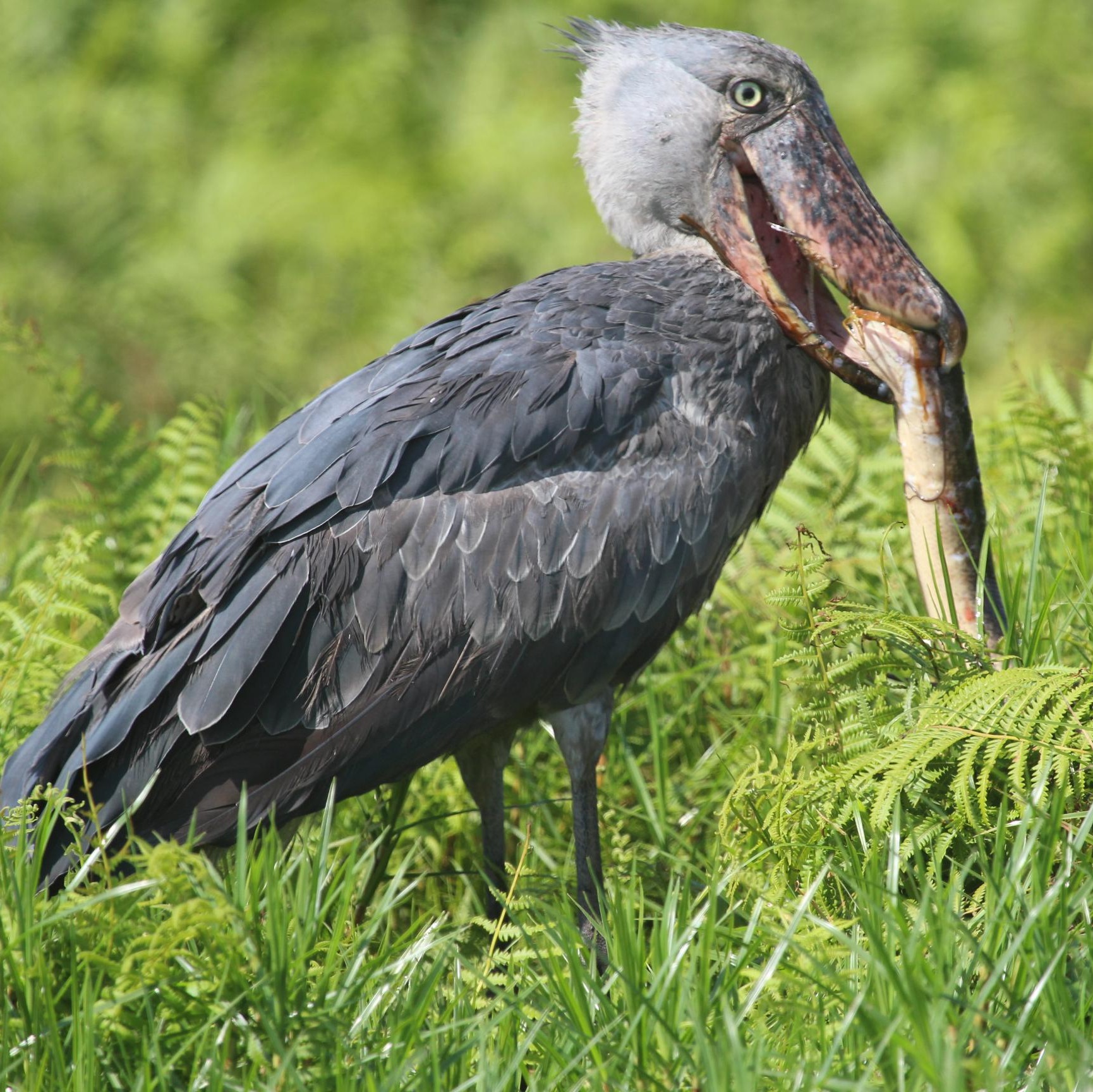 Shoebill Stork in Akagera National Park Rwanda