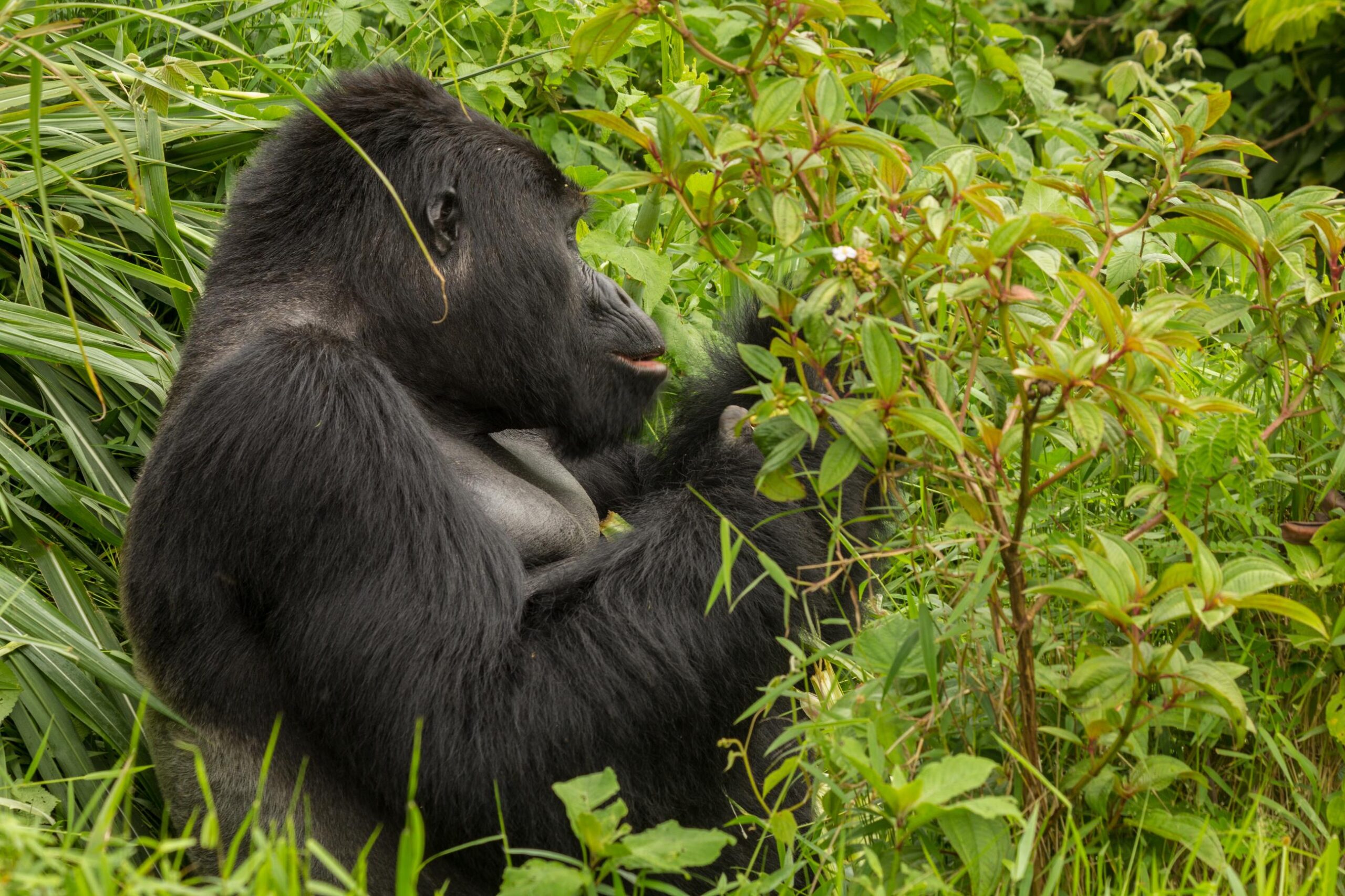 Rwanda Wildlife Safaris
