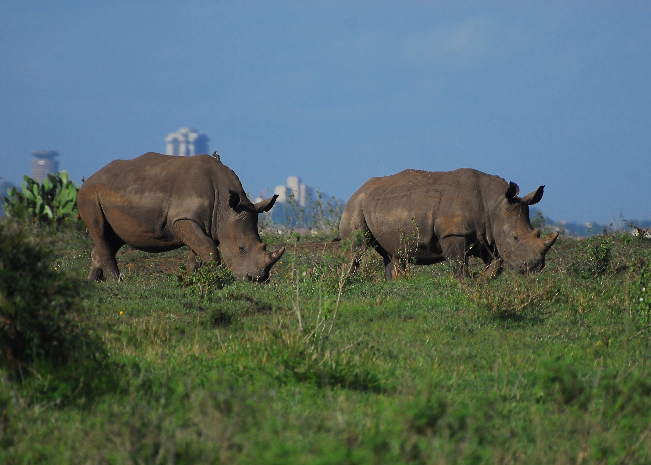 Kenya Safaris & Tours