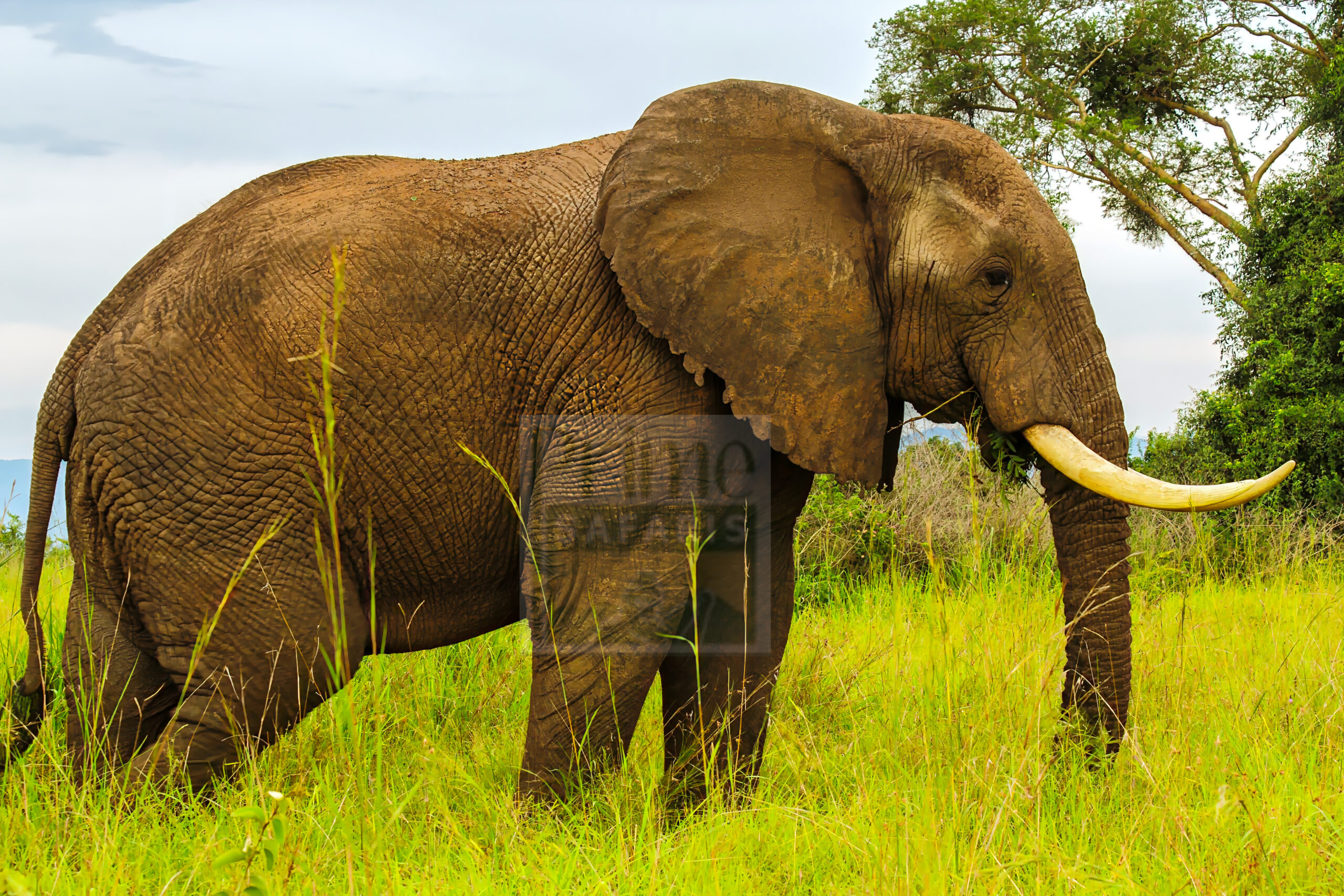 Best Rwanda Tour Operators