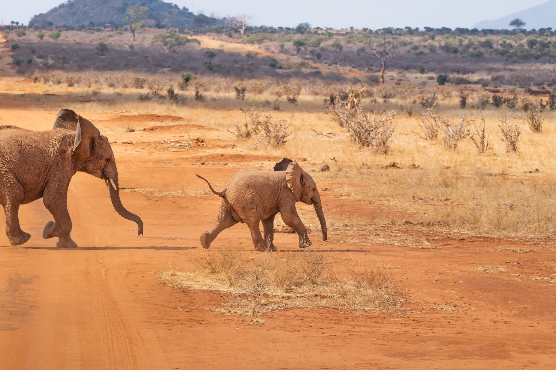 Kenya Safaris and Tours