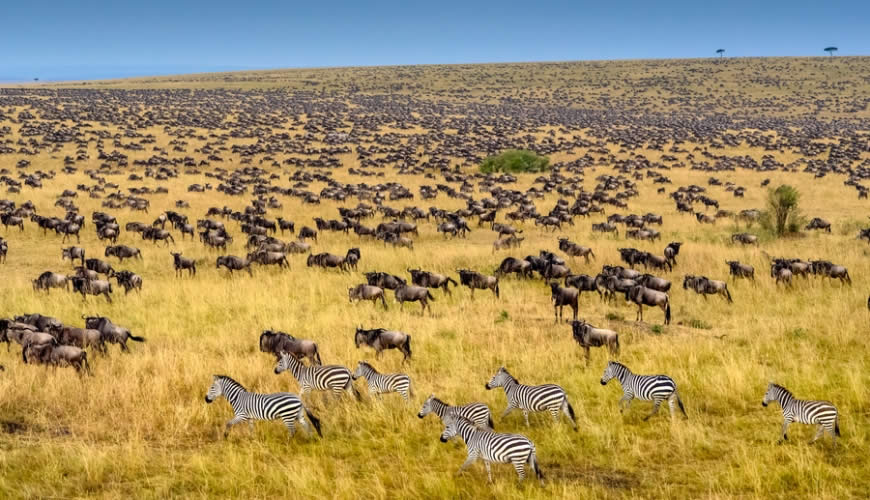 Kenya Tours & Trips